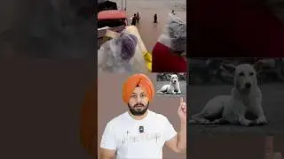 Unseen Punjab Flood Story : Dog Becomes Volunteer&rsquo;s Lifesaver