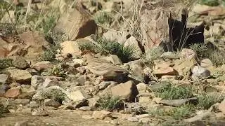 Birds of Saudi Arabia: Rufous-capped Lark