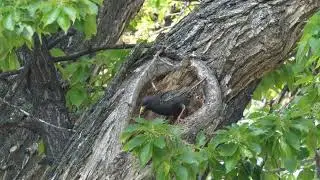 4k footage of a Common Starling Bird,  In my Tree feeding its Young on 5 -21-2023