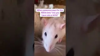 Friendly reminder u don&rsquo;t have to like rats but be respectful they are someone&rsquo;s loved pets!  #fyp