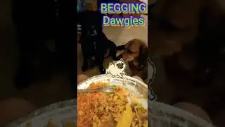 Cutest Begging Dogs #cutedog #begging  #dogs