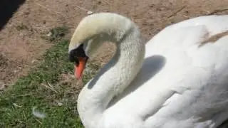 Cigno Reale