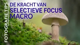 De kracht van selectieve scharpstelling - macro fotografie