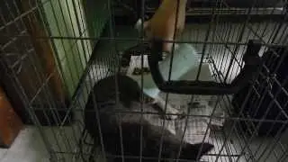 Cat Loves Hairdryer