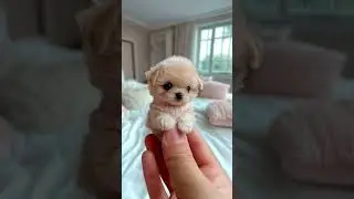 The Cutest Puppy Ever #puppy #doglove #fyp #viral