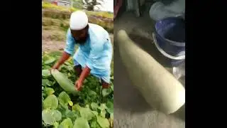 @ForhadAgroLife #agriculture