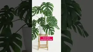 ТОП растений для минималистичного интерьера #shorts #дизайнинтерьера
