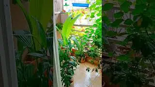 my small garden#nature#nature lover#greenery#flowers#beautifulgarden