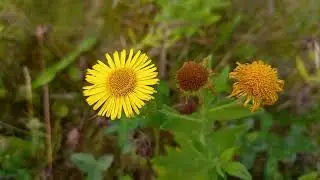 Common Fleabane - A visual guide to this pretty wildflower, with its daisy-like blooms