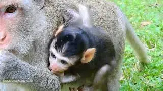 Very Lovely Baby Monkey Tarzana, Free Jumping On Grass, Daily Monkeys Man#1092