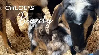 Chloe's Full Baby Goat Birth