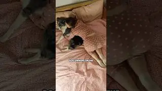Cat vs. Dog Owners: Psychological Differences