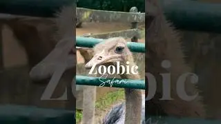 Zoobic Safari - things to know 🐯🦁🐊🦓 #travels #zoobic #kidfriendly #trending