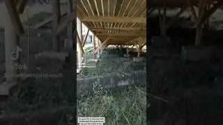 How We Build Underneath Goat House