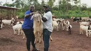 The weight of savanna goats