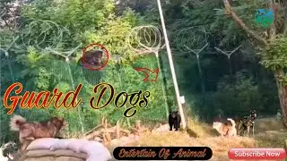 Guard Dog chase Black Bear🐻𓃩 || #kashmirborder #armydogcenter #blackbear #viral#animals #shorts