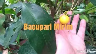 Bacupari Mirim