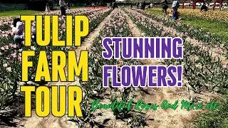 Tulip Farm Tour Stunning Flowers!