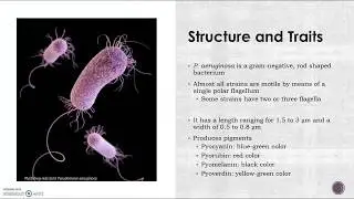 Pseudomonas aeruginosa: An Opportunistic Pathogen
