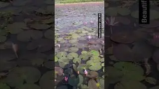 Beautiful Water Lily 🪷|| Natural view | #nature #shorts #youtubeshorts #viral #viralvideo #foryou