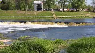 Вимба (рыбец) идет на нерест, перепрыгивая через водопад Вентас-Румба