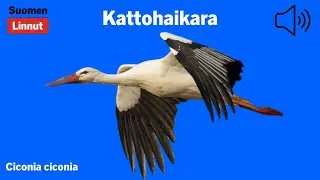Kattohaikara - Ciconia ciconia - White Stork - vit stork - CICCIC