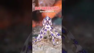 The Ocean&rsquo;s Most Beautiful Killer &ndash; Blue-Ringed Octopus!#BlueRingedOctopus#DeadlyBeauty#shorts