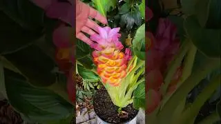 Florida Backyard Gardening "New ginger plant from Walmart"