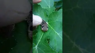 красотка гусеница Древоточец пахучий