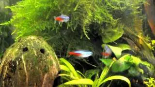 Неон (Paracheirodon innesi)