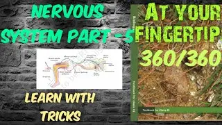 Reflex action and Reflex arc - Neural control and coordination|Bell magendie law | Nervous system|