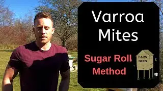 How To Check For Varroa Mites With the Sugar Roll Method