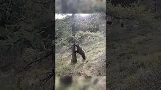 The bear climbed into a tree/ Медведь залез в дерево #медведь #bear #медвежата #животные #nature