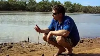 Reckless killing of sawfish.wmv