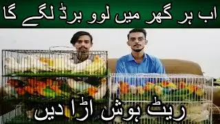 Is Bar Pale fallow ke split ki bhi deal agai | Cheapest price love bird | Pale fallow split | Albino