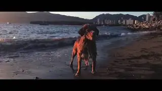 Nova Scotia Duck Tolling Retriever Fetching Balls At Sunset Beach, The Summer Of Alfie
