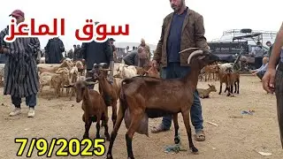 سوق الأحد فاس 7/9/2025 أثمنة المعزات الوالدات والضارات والجديان والجديات فرجة ممتعة 