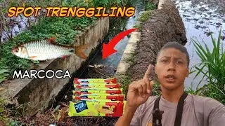Nggak Sangka! Aliran Kecil Ternyata Ada Ikan Marcoca di Spot Trenggiling