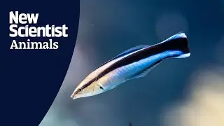 This fish sizes it itself up in a mirror before it decides to fight