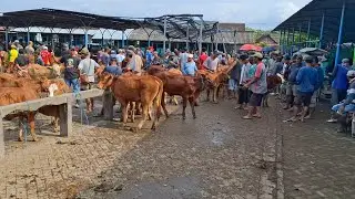 CALON INDUK SUPER‼️HARGA SAPI MURAH UPDATE PEDET BETINA || PASAR SAPI GUYANGAN NGANJUK ||