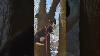 Djiki the Cat exploring nature for the very first time