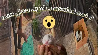 ഷോപ്പിലെ അതിഥികൾ #cat #ginipig #hamster #aamiz