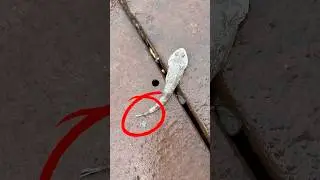 അവസാനം വല്യ മീൻ കിട്ടി 😂🎣 #shorts #fishing #fish