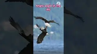 angry eagle in the sky #birds #eagles #shortsfeed #viralvideo