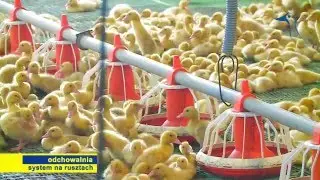 Hodowla kaczek w systemie na rusztach | TASOMIX