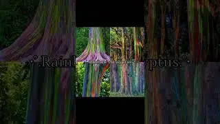 7 most beautiful Trees 🍀✨ @Alina's aesthetic world 🎀 #aestheic#subscribe #edit#like#comment