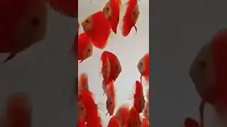 imported discus fish #aquarium fish market #discus fish#aqurium pet market #viralvideo#youtubeshorts