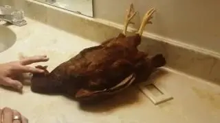 Putting a chicken to sleep