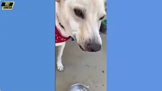 Hilarious Funny Dog Compilation| Cutest and Funniest Dogs Ever! Compilation #51 | Pet Comedia