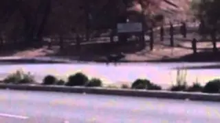 Chupacabra Sighting - December 16th 2013